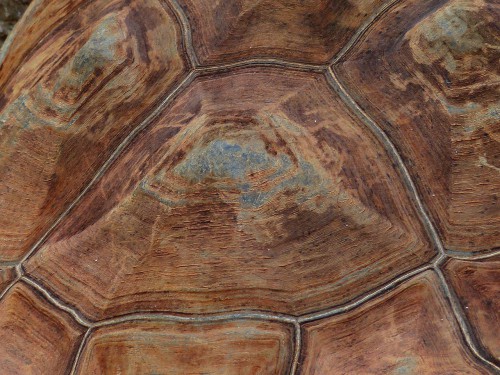 暦の吉凶 九星 歳事暦