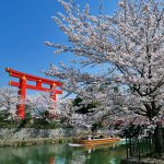 琵琶湖疎水の桜、平安神宮の大鳥居と十石船の写真