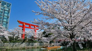琵琶湖疎水の桜、平安神宮の大鳥居と十石船の写真